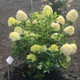 Гортензия метельчатая Коттон Крем