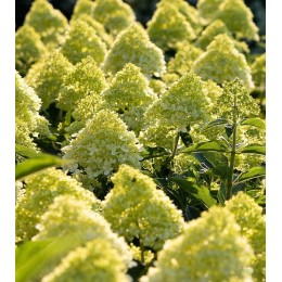 Гортензия метельчатая Коттон Крем