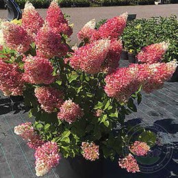 Гортензия метельчатая Строберри Блоссом