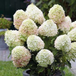 Гортензия метельчатая Саммер Лав