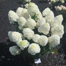 Гортензия метельчатая Саммер Сноу