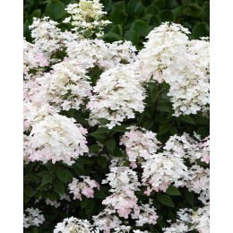 Гортензия метельчатая Тач оф Пинк
