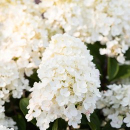 Гортензия метельчатая Литл Блоссом