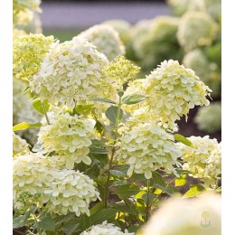Гортензия метельчатая Литл Пешн