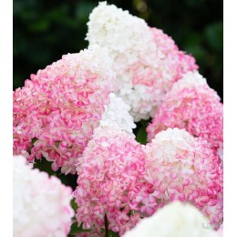 Гортензия метельчатая Пинк энд Роуз