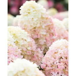 Гортензия метельчатая Распберри Пинк