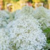 Гортензия метельчатая Роял Флауэр