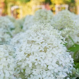 Гортензия метельчатая Роял Флауэр