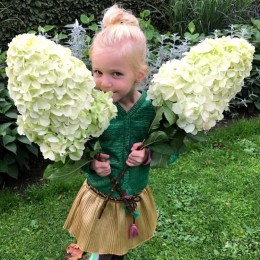 Гортензия метельчатая Геркулес