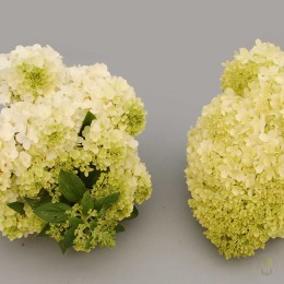 Гортензия метельчатая Мэджикал Килиманджаро