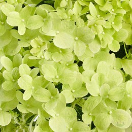 Гортензия метельчатая Пандора