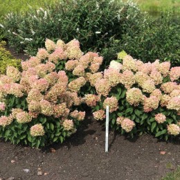 Гортензия метельчатая Пинкачу