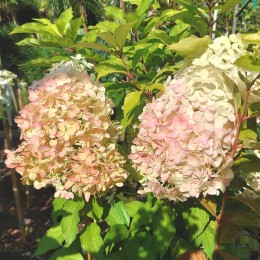 Гортензия метельчатая Пинкачу