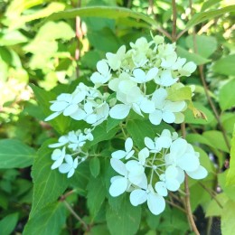 Гортензия метельчатая Мохито