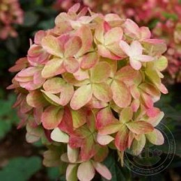 Гортензия метельчатая Граффити