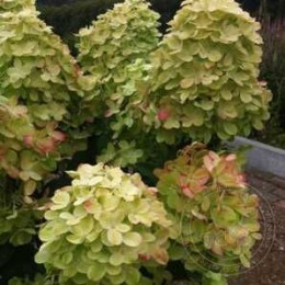 Гортензия метельчатая Граффити