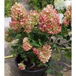 Гортензия метельчатая Граффити