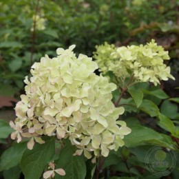 Гортензия метельчатая Романтик Эйс / Жемчужина Фестиваля