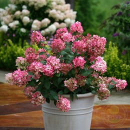 Гортензия метельчатая Файер Лайт