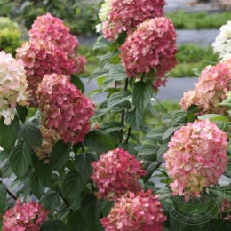 Гортензия метельчатая Файер Лайт