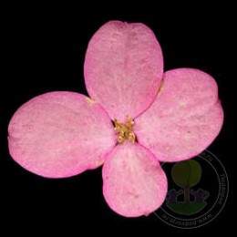 Гортензия метельчатая Файер Лайт