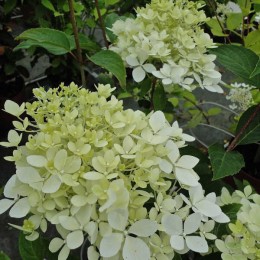 Гортензия метельчатая Селекшн