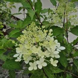 Гортензия метельчатая Селекшн