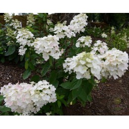 Гортензия метельчатая Селекшн