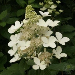 Гортензия метельчатая Голиаф / Уайт Голиаф