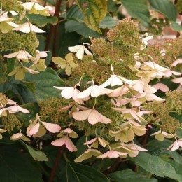 Гортензия метельчатая Голиаф / Уайт Голиаф