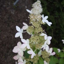 Гортензия метельчатая Голиаф / Уайт Голиаф