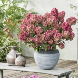 Гортензия метельчатая Петите Стар / Коустар 02