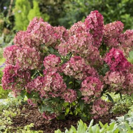 Гортензия метельчатая Петите Стар / Коустар 02