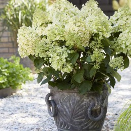 Гортензия метельчатая Би Хеппи