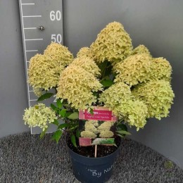 Гортензия метельчатая Мэджикал Лайм Спаркл