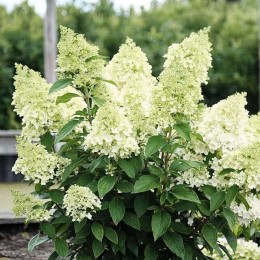 Гортензия метельчатая Мэджикал Маттерхорн