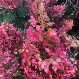 Гортензия метельчатая Пети Лантерн