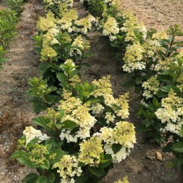 Гортензия метельчатая Пети Лантерн