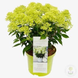 Гортензия метельчатая Вайтлайт