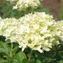 Гортензия метельчатая Вайтлайт