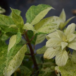 Гортензия метельчатая Шикоку Флэш