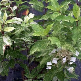 Гортензия метельчатая Шикоку Флэш