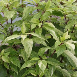 Гортензия метельчатая Шикоку Флэш