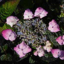 Гортензия пильчатая Интермедиа