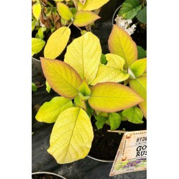 Гортензия шершавая Голдраш