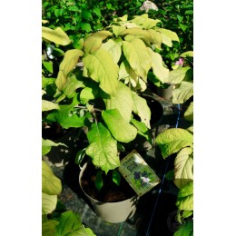 Гортензия шершавая Голдраш