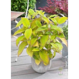 Гортензия шершавая Голдраш