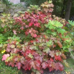 Гортензия шершавая Голдраш