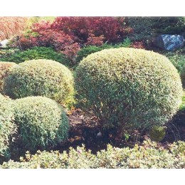 Ива пурпурная Нана