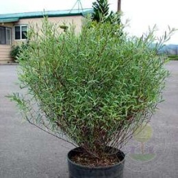 Ива пурпурная Нана